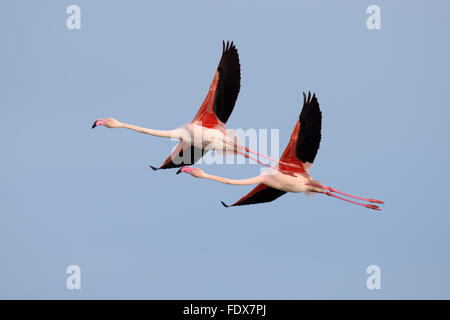 Rosaflamingo (Phoenicopterus Roseus), paar, fliegen, Camargue, Südfrankreich, Frankreich Stockfoto