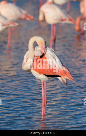 Rosaflamingo (Phoenicopterus Roseus), Erwachsene, putzen, Camargue, Südfrankreich, Frankreich Stockfoto