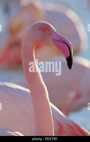 Rosaflamingo (Phoenicopterus Roseus), Porträt, Camargue, Südfrankreich, Frankreich Stockfoto