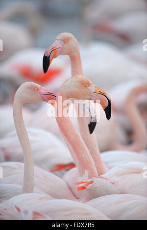 Rosaflamingo (Phoenicopterus Roseus), Gruppe, Camargue, Südfrankreich, Frankreich Stockfoto