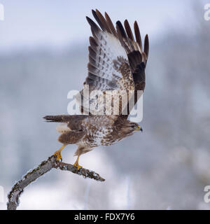 Gemeinsamen Bussard (Buteo Buteo) Einnahme Flug, Biosphäre-Bereich, schwäbischen Alb, Baden-Württemberg, Deutschland Stockfoto