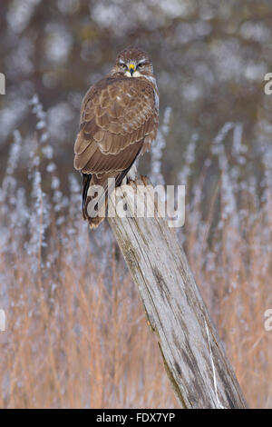 Mäusebussard (Buteo Buteo) thront auf alten Postleitzahl, Biosphäre Bereich, schwäbischen Alb, Baden-Württemberg, Deutschland Stockfoto