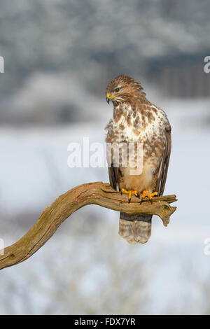 Mäusebussard (Buteo Buteo) thront auf alten Ast Biosphäre Bereich, schwäbischen Alb, Baden-Württemberg, Deutschland Stockfoto