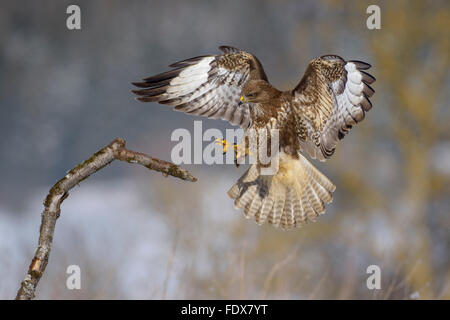 Mäusebussard (Buteo Buteo) Landung auf Ast, Biosphäre Bereich, schwäbischen Alb, Baden-Württemberg, Deutschland Stockfoto