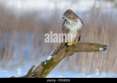 Mäusebussard (Buteo Buteo) thront auf Zweig, Biosphäre Bereich, schwäbischen Alb, Baden-Württemberg, Deutschland Stockfoto