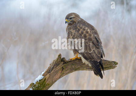 Mäusebussard (Buteo Buteo) thront auf Zweig, Biosphäre Bereich, schwäbischen Alb, Baden-Württemberg, Deutschland Stockfoto