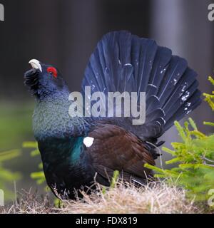 Auerhahn oder Auerhahn (at Urogallus), Männchen während der Balz, Dalarna, Schweden Stockfoto