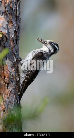 Dreizehenspecht (Picoides Tridactylus), männliche auf alten Stamm, Essen im Schnabel, Rokua-Nationalpark, Utajärvi, Finnland Stockfoto