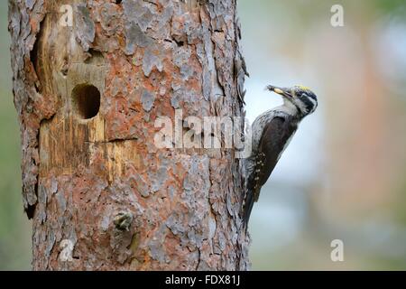 Dreizehenspecht (Picoides Tridactylus), männliche Verschachtelung Loch, alte Stamm, Essen im Schnabel, Rokua-Nationalpark, Utajärvi Stockfoto