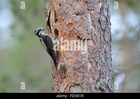 Dreizehenspecht (Picoides Tridactylus), männliche vor nistenden Loch, alte Stamm, Essen im Schnabel, Rokua-Nationalpark Stockfoto