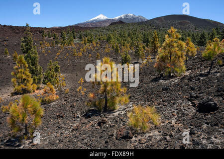 Kanarische Kiefer (Pinus Canariensis) in vulkanischen Landschaft hinter den schneebedeckten Pico del Teide und Pico Viejo Stockfoto