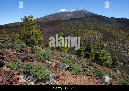 Vulkanlandschaft mit kanarischen Kiefern (Pinus Canariensis), hinter den schneebedeckten Pico del Teide und Pico Viejo Stockfoto