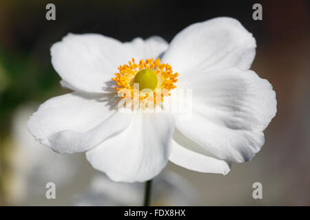 Blühende japanische Anemone (Anemone X hybrida Honorine Jobert), Deutschland Stockfoto