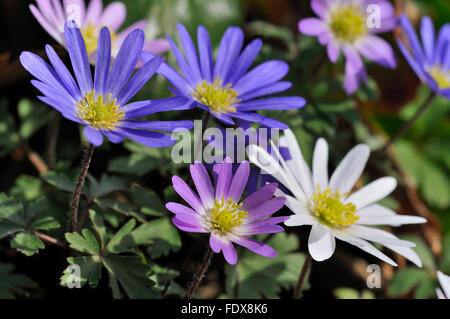 Balkan-Anemone, griechische Windflower oder Winter Windflower (Anemone Blanda), North Rhine-Westphalia, Germany Stockfoto