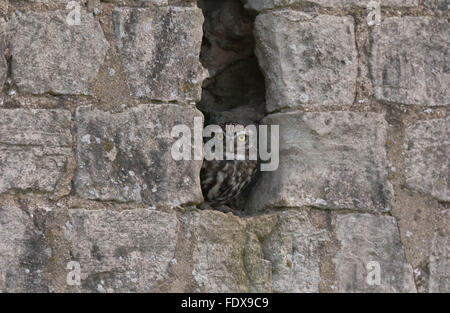 Steinkauz (Athene Noctua) Wild, Wache zu halten! Stockfoto