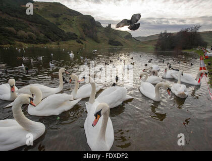 13. Dezember 2015, Edinburgh, Schottland, Großbritannien.  Schwäne am St Margarets Loch, Holyrood Park, Edinburgh. Stockfoto