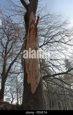 Holzschnitzerei von Owain Glyndwr auf von Baum Carver Simon O'Rourke in Plas macht Woods Bersham Wrexham Stockfoto