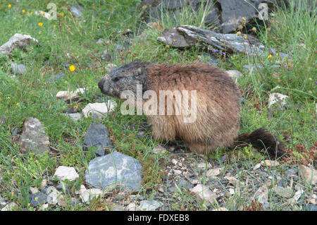 Alpen-Murmeltier (Marmota Marmota). In der Nähe von Gavarnie. Park National des Pyrenäen, Pyrenäen, Frankreich. Juni. Stockfoto