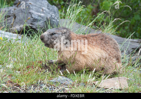Alpen-Murmeltier (Marmota Marmota). In der Nähe von Gavarnie. Park National des Pyrenäen, Pyrenäen, Frankreich. Juni.