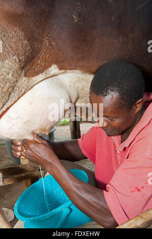 Ugandischer Bauern Melken einer Milchkuh von hand in einen Eimer. Uganda. Stockfoto