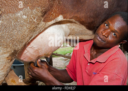 Ugandischer Bauern Melken einer Milchkuh von hand in einen Eimer. Uganda. Stockfoto