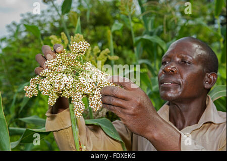 Ugandischer Bauern Inspektion Sorghum Ernte zu sehen, ob es erntereif ist. Stockfoto