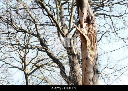 Holzschnitzerei von Owain Glyndwr auf von Baum Carver Simon O'Rourke in Plas macht Woods Bersham Wrexham Stockfoto