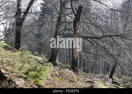 Holzschnitzerei von Owain Glyndwr auf von Baum Carver Simon O'Rourke in Plas macht Woods Bersham Wrexham Stockfoto