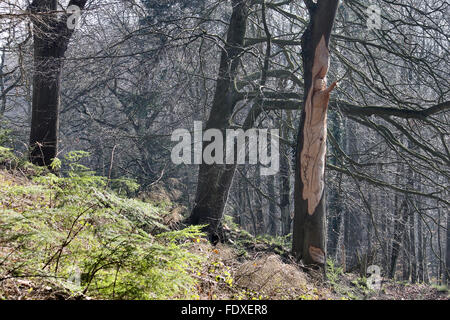 Holzschnitzerei von Owain Glyndwr auf von Baum Carver Simon O'Rourke in Plas macht Woods Bersham Wrexham Stockfoto