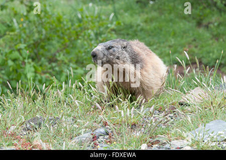 Alpen-Murmeltier (Marmota Marmota). In der Nähe von Gavarnie. Park National des Pyrenäen, Pyrenäen, Frankreich. Juni. Stockfoto