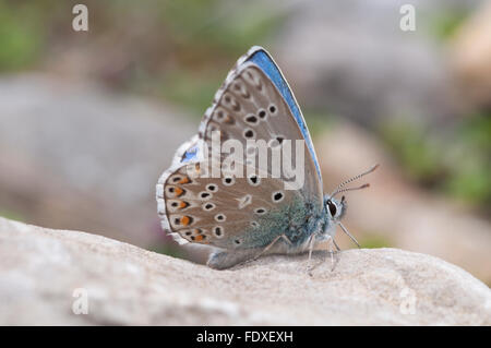 Adonis blue (Lysandra Bellargus) männlich. Cirque de Gavarnie, der Pryenees. Frankreich. Juni. Stockfoto