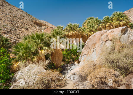 Eine Fächerpalme Oase im Höllenloch Canyon, Anza-Borrego Desert State Park, Kalifornien Stockfoto