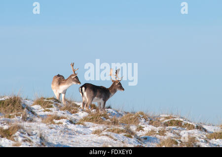 Sussex. VEREINIGTES KÖNIGREICH. Damhirsch (Dama Dama) Schnee. Dezember. Stockfoto