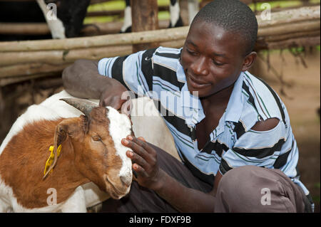 Junglandwirt mit jungen Boer Ziege, die mehr Fleisch als traditionelle Rassen, Uganda produziert. Stockfoto