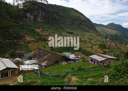 In den Teeplantagen im Distrikt Nuwara Eliya in der Zentralprovinz Sri Lanka ist die lebende Kaserne der Teeleiterin, die als Linien bezeichnet wird Stockfoto