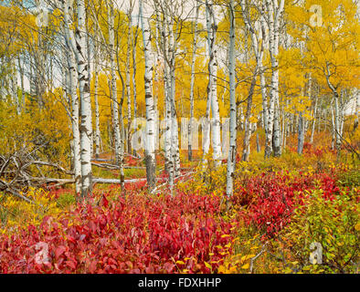 Herbstfarben von Aspen und Unterholz im centennial-Tal in der Nähe von Lakeview, montana Stockfoto