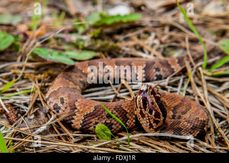 Cottonmouth Schlange Stockfoto