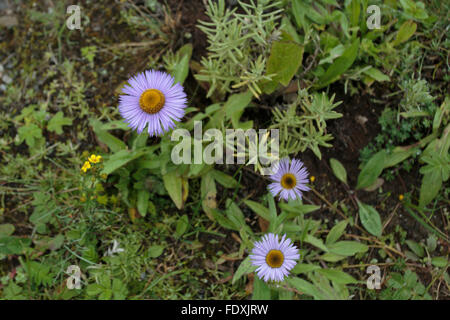 Lila Margeriten in Bhutan Stockfoto