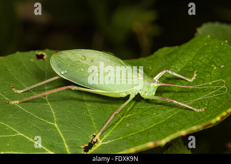 Eine weibliche gemeinsame wahre Grashuepfer (Pterophylla Camellifolia) sitzt auf einem wilden Trauben Pflanzenblattes. Stockfoto