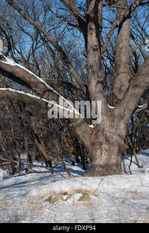 Silber-Ahorn (Acer Saccharinum) Großbaum am Rande einer Winterwald. Stockfoto