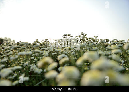 Chrysantheme Stockfoto