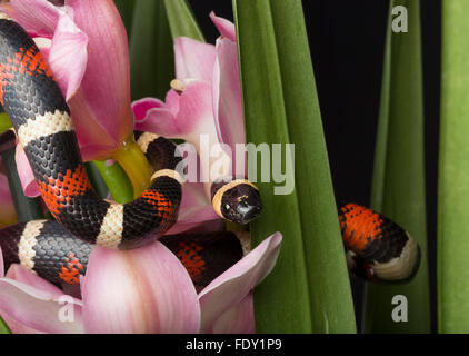 Gebänderten Schlange unter Blumen Stockfoto