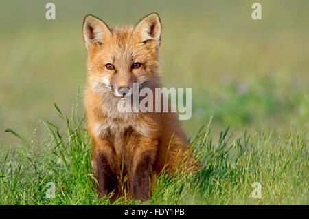 Neugierig junger Fuchs Stockfoto
