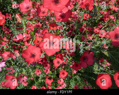 Linum Grandiflorum, Flachs, Red scarlet Lein, Flachs, ornamentale Kraut mit linear lanzettlich Blätter und auffälligen roten Blüten blühen Stockfoto