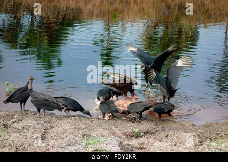 Schwarz und Türkei Geier Fütterung auf ein totes Tier Kadaver in Florida, USA Stockfoto