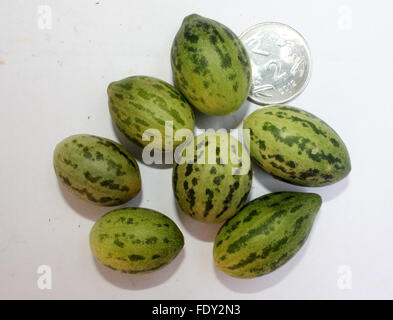 Wild Melon, Cucumis Melo Var Agrestis, Obst Abschnitt Chhoti Kachri, ovale Frucht, grüne Haut, dunkle grüne Flecken, blasse grüne Fleisch Stockfoto