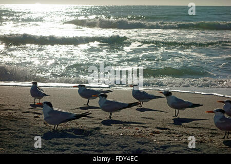 Königliche Seeschwalben auf Venice Beach, Florida, Vereinigte Staaten Stockfoto