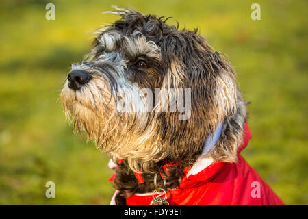 Sieben Monate alten Schnoodle Welpen "Junho" tragen seine Jacke an einem kalten Tag in Issaquah, Washington, USA. Stockfoto
