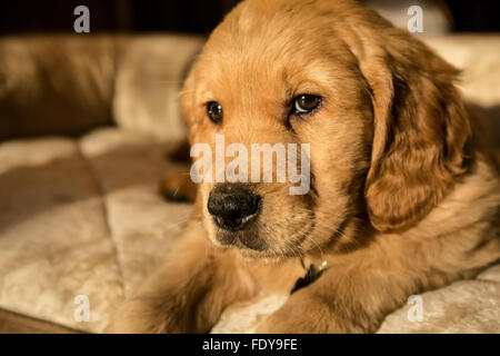 Schlafen acht Wochen alten Golden Retriever Welpe "Beau" in Issaquah, Washington, USA Stockfoto