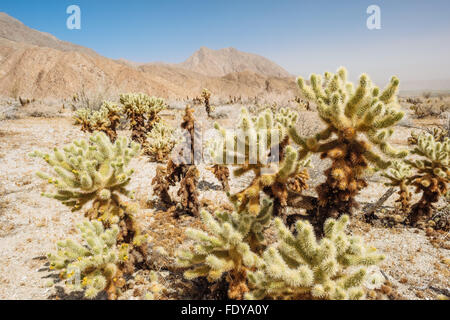 Teddybear Cholla Cactus (Cylindropuntia Bigelovii) im Höllenloch Canyon, Anza-Borrego Desert State Park, Kalifornien Stockfoto